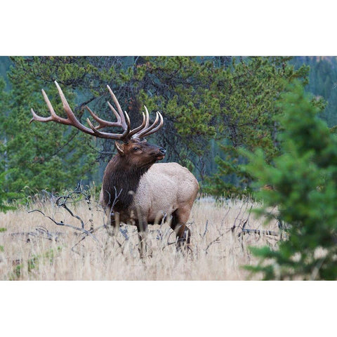 Rocky Mountain Bull Elk Black Modern Wood Framed Art Print with Double Matting by Archer, Ken