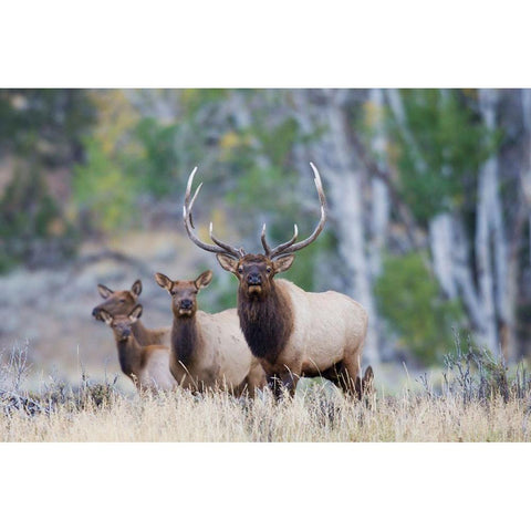 Rocky Mountain Bull Elk with Harem of Cows Gold Ornate Wood Framed Art Print with Double Matting by Archer, Ken