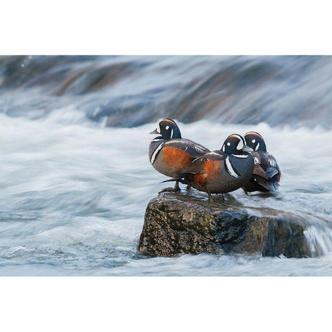Harlequin Drakes resting in the rapids White Modern Wood Framed Art Print by Archer, Ken