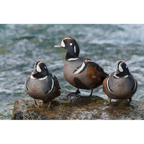 Harlequin Ducks Gold Ornate Wood Framed Art Print with Double Matting by Archer, Ken