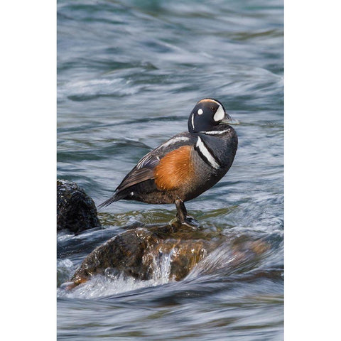 Harlequin Drake White Modern Wood Framed Art Print by Archer, Ken