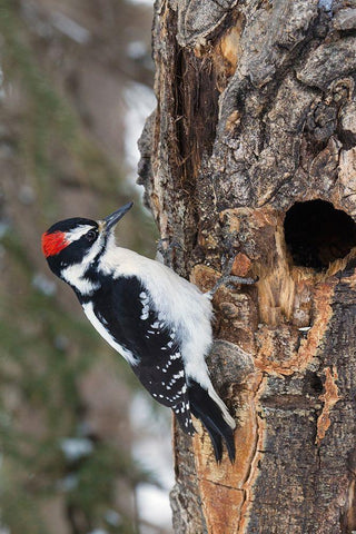 Hairy Woodpecker-winter survivor Black Ornate Wood Framed Art Print with Double Matting by Archer, Ken