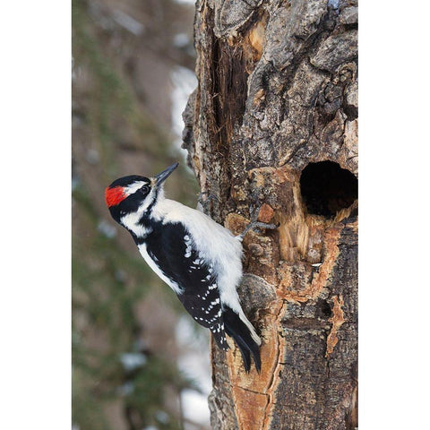 Hairy Woodpecker-winter survivor Black Modern Wood Framed Art Print by Archer, Ken