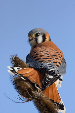 American Kestrel Black Ornate Wood Framed Art Print with Double Matting by Archer, Ken