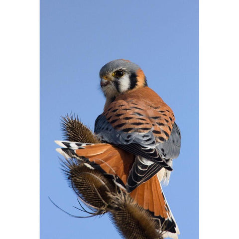 American Kestrel White Modern Wood Framed Art Print by Archer, Ken