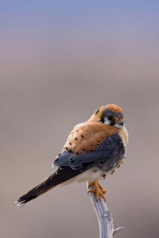 American Kestrel White Modern Wood Framed Art Print with Double Matting by Archer, Ken