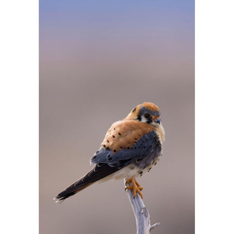 American Kestrel Black Modern Wood Framed Art Print by Archer, Ken