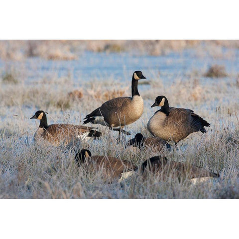 Frosty Morning-Cackling Canada Geese Gold Ornate Wood Framed Art Print with Double Matting by Archer, Ken