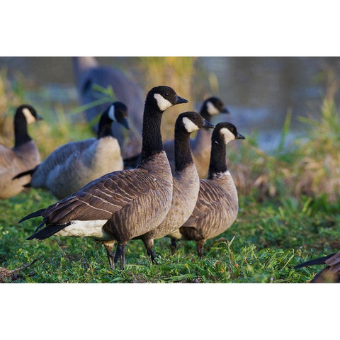 Lesser (Cackling) Canada Geese Black Modern Wood Framed Art Print by Archer, Ken