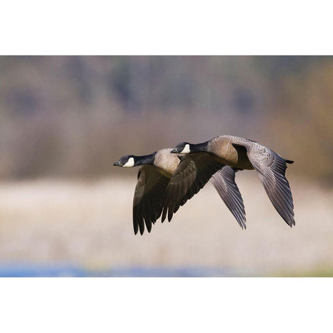 Lesser Canada Geese Flying Past White Modern Wood Framed Art Print by Archer, Ken