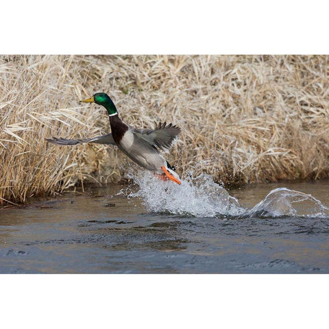 Mallard Drake Taking Flight Black Modern Wood Framed Art Print with Double Matting by Archer, Ken