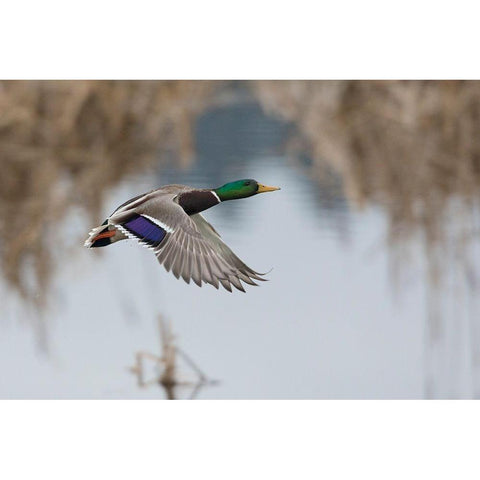Mallard Drake Taking Flight Black Modern Wood Framed Art Print with Double Matting by Archer, Ken