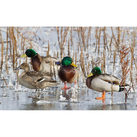 Mallard Drakes and northern Pintail Hen Gold Ornate Wood Framed Art Print with Double Matting by Archer, Ken