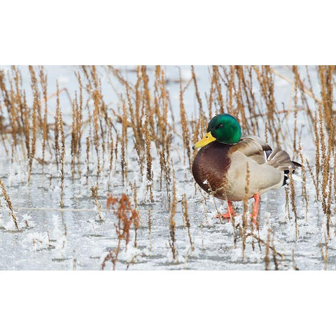 Mallard Duck-frozen pond Black Modern Wood Framed Art Print by Archer, Ken