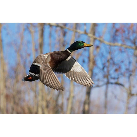 Mallard in Flight-wooded habitat Gold Ornate Wood Framed Art Print with Double Matting by Archer, Ken