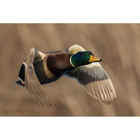 Mallard Drake in Flight White Modern Wood Framed Art Print by Archer, Ken