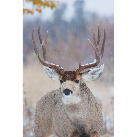 Mule Deer Buck-late autumn snow Gold Ornate Wood Framed Art Print with Double Matting by Archer, Ken