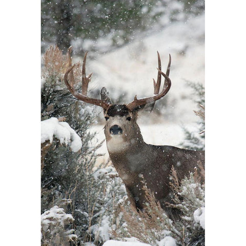 Mule Deer Buck White Modern Wood Framed Art Print by Archer, Ken