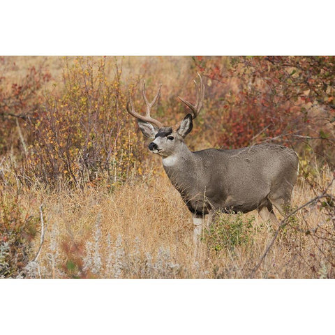 Mule Deer Buck Black Modern Wood Framed Art Print by Archer, Ken