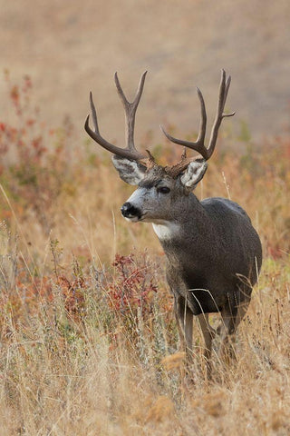 Mule Deer Buck White Modern Wood Framed Art Print with Double Matting by Archer, Ken