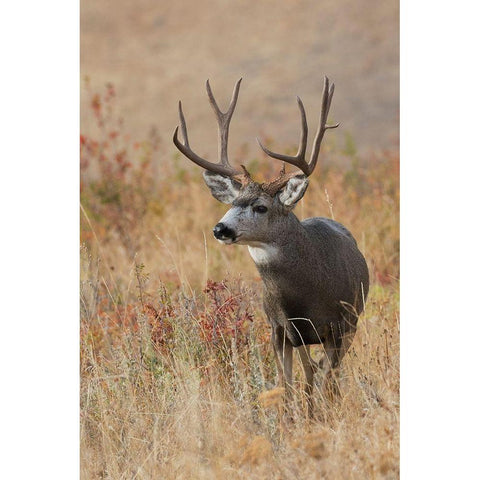 Mule Deer Buck Black Modern Wood Framed Art Print by Archer, Ken