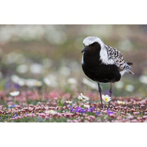 Black-bellied Plover-springtime on the tundra Black Modern Wood Framed Art Print with Double Matting by Archer, Ken