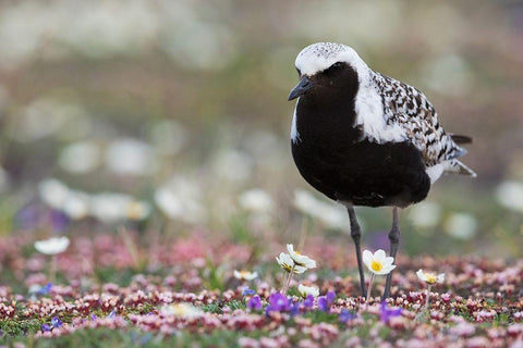 Black-bellied Plover-springtime on the tundra Black Ornate Wood Framed Art Print with Double Matting by Archer, Ken