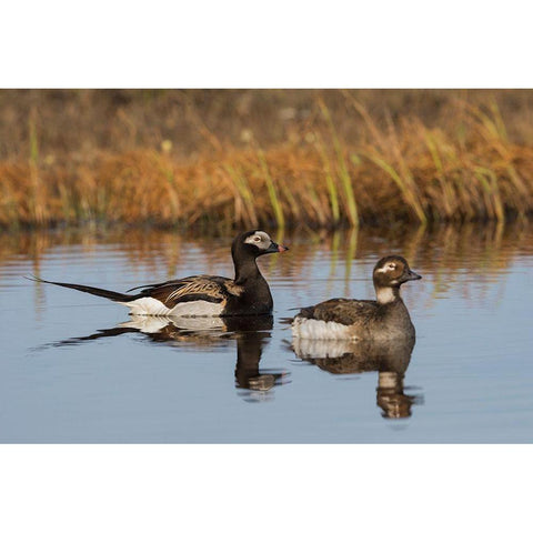 Long-tailed Duck Pair (Oldsquaw) White Modern Wood Framed Art Print by Archer, Ken