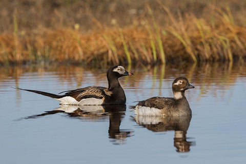 Long-tailed Duck Pair (Oldsquaw) Black Ornate Wood Framed Art Print with Double Matting by Archer, Ken