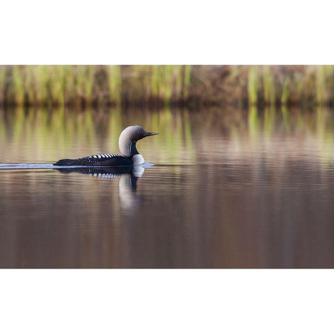 Pacific Loon-Arctic Reflections Black Modern Wood Framed Art Print with Double Matting by Archer, Ken