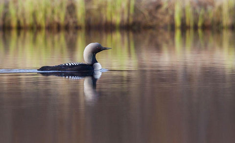 Pacific Loon-Arctic Reflections Black Ornate Wood Framed Art Print with Double Matting by Archer, Ken