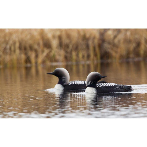 Pacific Loon Pair Black Modern Wood Framed Art Print with Double Matting by Archer, Ken
