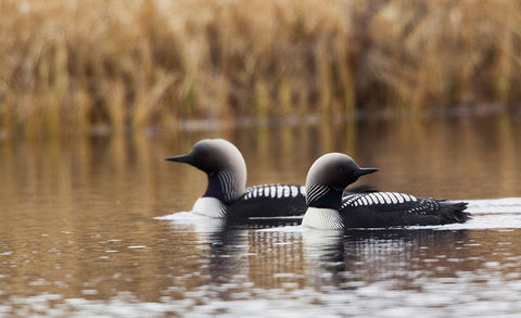 Pacific Loon Pair Black Ornate Wood Framed Art Print with Double Matting by Archer, Ken