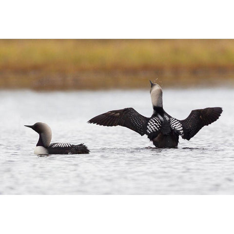 Pacific Loon Pair Black Modern Wood Framed Art Print by Archer, Ken