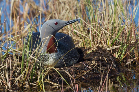 Red-throated Loon Sitting on Nest White Modern Wood Framed Art Print with Double Matting by Archer, Ken