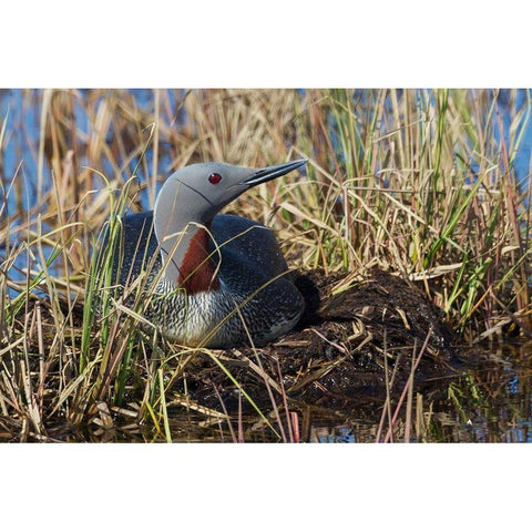Red-throated Loon Sitting on Nest White Modern Wood Framed Art Print by Archer, Ken
