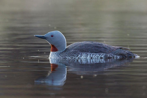 Red-throated Loon Black Ornate Wood Framed Art Print with Double Matting by Archer, Ken