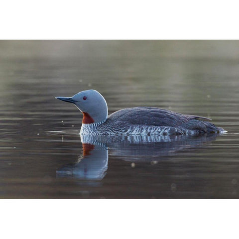 Red-throated Loon Gold Ornate Wood Framed Art Print with Double Matting by Archer, Ken