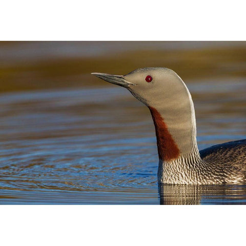 Red-throated Loon Close-up White Modern Wood Framed Art Print by Archer, Ken