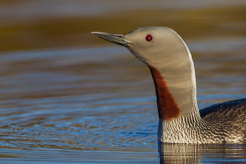 Red-throated Loon Close-up White Modern Wood Framed Art Print with Double Matting by Archer, Ken