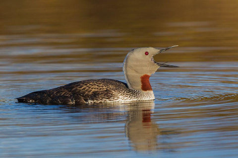 Red-throated Loon Calling Black Ornate Wood Framed Art Print with Double Matting by Archer, Ken