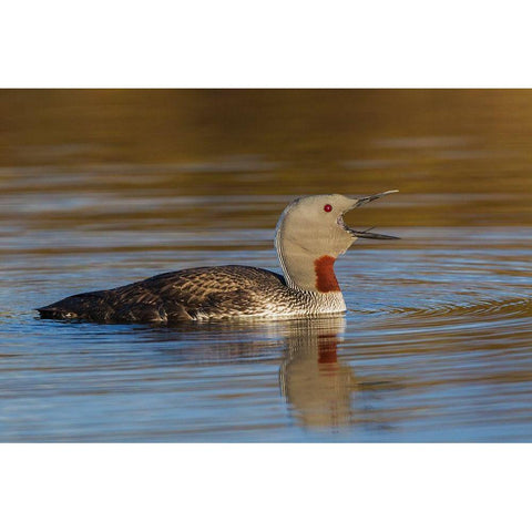 Red-throated Loon Calling Black Modern Wood Framed Art Print by Archer, Ken
