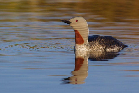 Red-throated Loon Black Ornate Wood Framed Art Print with Double Matting by Archer, Ken
