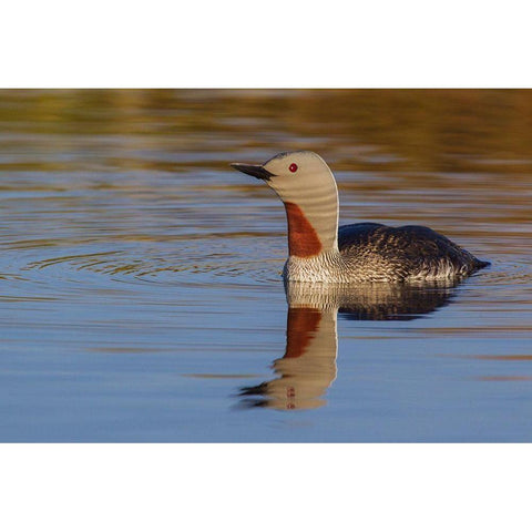 Red-throated Loon Black Modern Wood Framed Art Print by Archer, Ken