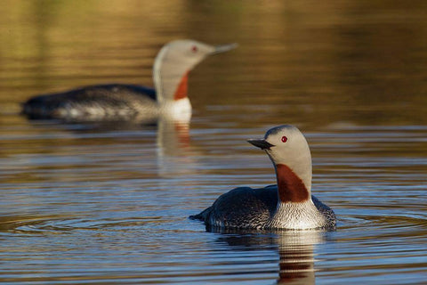 Red-throated Loon Pair Black Ornate Wood Framed Art Print with Double Matting by Archer, Ken
