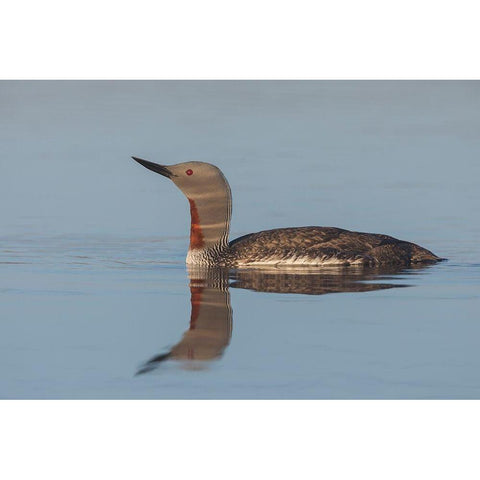 Red-throated Loon-misty morning Gold Ornate Wood Framed Art Print with Double Matting by Archer, Ken