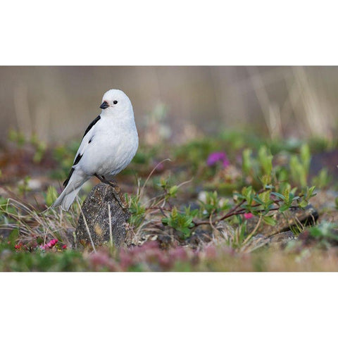 Snow Bunting-arctic tundra habitat Black Modern Wood Framed Art Print with Double Matting by Archer, Ken