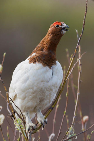 Willow Ptarmigan-Voice of the Arctic Tundra White Modern Wood Framed Art Print with Double Matting by Archer, Ken