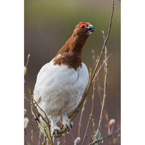 Willow Ptarmigan-Voice of the Arctic Tundra Black Modern Wood Framed Art Print by Archer, Ken