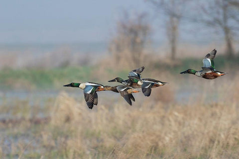 Northern Shoveler-Courtship flight White Modern Wood Framed Art Print with Double Matting by Archer, Ken
